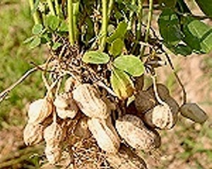 CHĂM SOC  CÂY ĐẬU PHỘNG / LẠC (Arachis hypogaea)